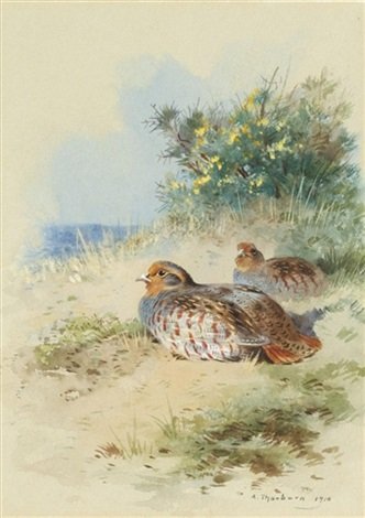 archibald thorburn a brace of grey partridges A4 Photo Print