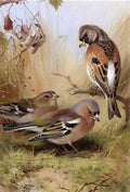 archibald thorburn a brambling and a pair of chaffinches A4 Photo Print