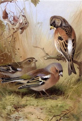 archibald thorburn a brambling and a pair of chaffinches A4 Photo Print