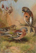 archibald thorburn a brambling and two chaffinches A4 Photo Print