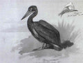 archibald thorburn a brown pelican with a study of juvenile plumage A4 Photo Print