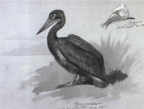 archibald thorburn a brown pelican with a study of juvenile plumage A4 Photo Print