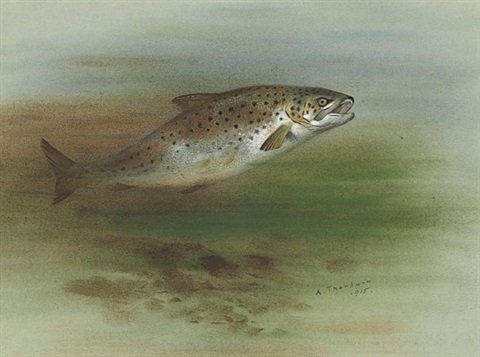 archibald thorburn a brown trout jumping A4 Photo Print