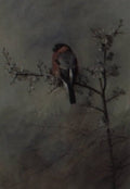 archibald thorburn a bullfinch perched on a blackthorn A4 Photo Print