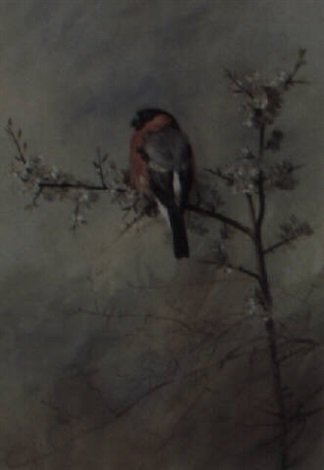 archibald thorburn a bullfinch perched on a blackthorn A4 Photo Print