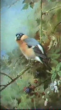 archibald thorburn a bullfinch A4 Photo Print
