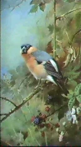 archibald thorburn a bullfinch A4 Photo Print