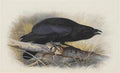 archibald thorburn a carrion crow A4 Photo Print