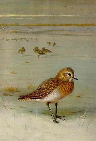 archibald thorburn a caspian plover in a winter landscape A4 Photo Print