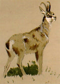 archibald thorburn a chamois A4 Photo Print