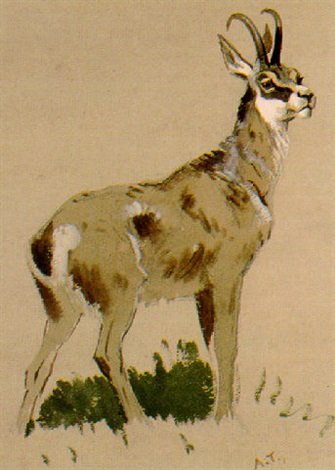 archibald thorburn a chamois A4 Photo Print