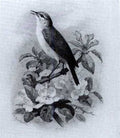 archibald thorburn a chiff chaff on a twig of spring blossoms A4 Photo Print