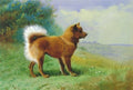 archibald thorburn a chow dog A4 Photo Print