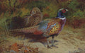 archibald thorburn a cock and hen chinese ringnecked pheasant A4 Photo Print