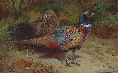 archibald thorburn a cock and hen chinese ringnecked pheasant A4 Photo Print