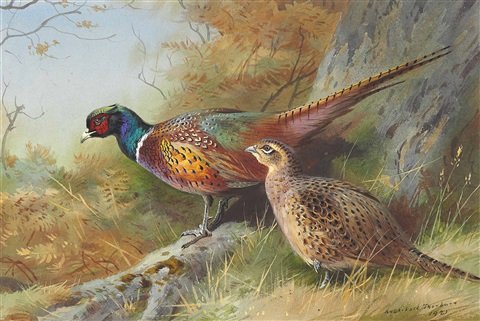 archibald thorburn a cock and hen pheasant at the base of an oak tree A4 Photo Print