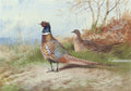 archibald thorburn a cock and hen pheasant emerging from bracken A4 Photo Print