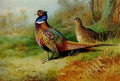 archibald thorburn a cock and hen pheasant in a clearing A4 Photo Print