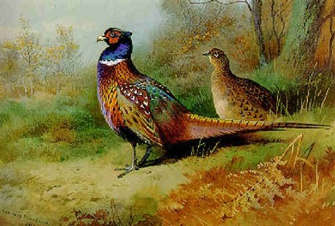 archibald thorburn a cock and hen pheasant in a clearing A4 Photo Print