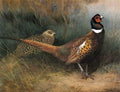 archibald thorburn a cock and hen pheasant in a woodland glade A4 Photo Print