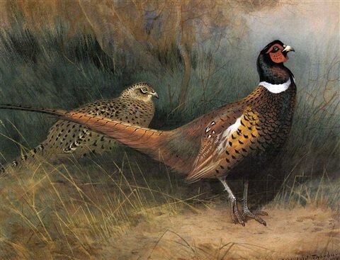 archibald thorburn a cock and hen pheasant in a woodland glade A4 Photo Print