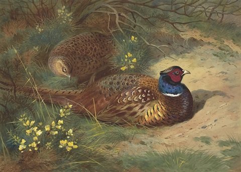 archibald thorburn a cock and hen pheasant in the gorse A4 Photo Print