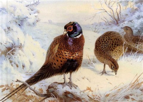 archibald thorburn a cock and hen pheasant in winter A4 Photo Print