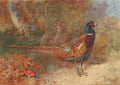archibald thorburn a cock and hen pheasant unframed A4 Photo Print