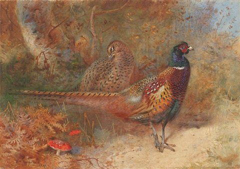 archibald thorburn a cock and hen pheasant unframed A4 Photo Print