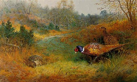 archibald thorburn a cock and hen pheasants on a woodland path A4 Photo Print