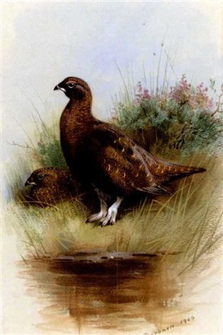 archibald thorburn a cock and hen red grouse A4 Photo Print