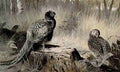 archibald thorburn a cock and three hen pheasant in a woodland glade A4 Photo Print