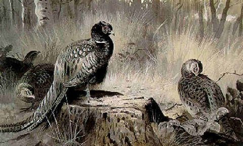 archibald thorburn a cock and three hen pheasant in a woodland glade A4 Photo Print