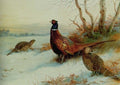 archibald thorburn a cock and two hen pheasant in a winter landscape A4 Photo Print