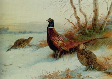 archibald thorburn a cock and two hen pheasant in a winter landscape A4 Photo Print