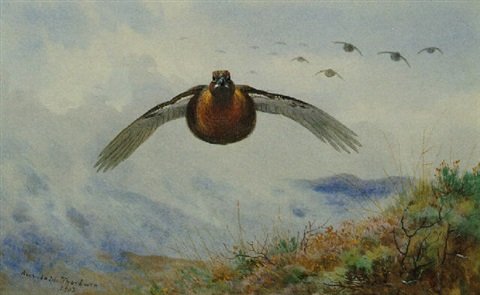 archibald thorburn a cock grouse in flight A4 Photo Print