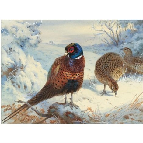 archibald thorburn a cock pheasant and hen pheasant in winter A4 Photo Print