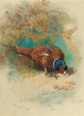 archibald thorburn a cock pheasant feeding A4 Photo Print