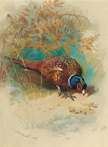 archibald thorburn a cock pheasant feeding A4 Photo Print