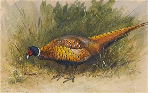 archibald thorburn a cock pheasant foraging A4 Photo Print
