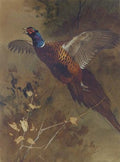 archibald thorburn a cock pheasant in a flight A4 Photo Print