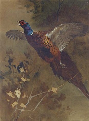 archibald thorburn a cock pheasant in a flight A4 Photo Print