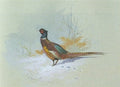 archibald thorburn a cock pheasant in snow A4 Photo Print