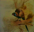 archibald thorburn a cock pheasant on a branch A4 Photo Print