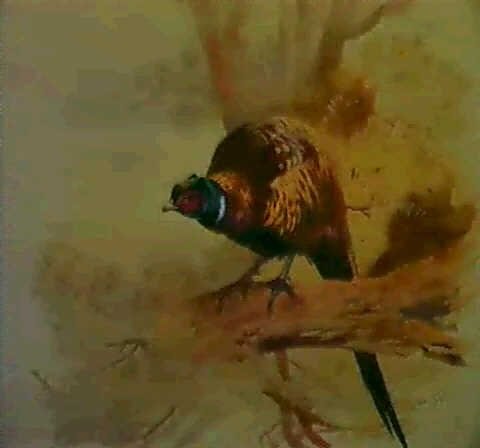 archibald thorburn a cock pheasant on a branch A4 Photo Print