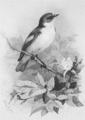 archibald thorburn a cock pied flycatcher A4 Photo Print