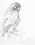 archibald thorburn a common buzzard A4 Photo Print