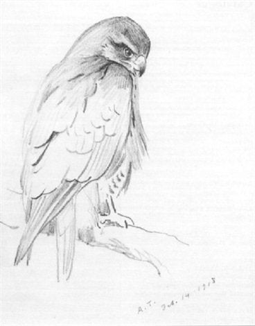 archibald thorburn a common buzzard A4 Photo Print