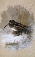 archibald thorburn a common snipe among reeds A4 Photo Print