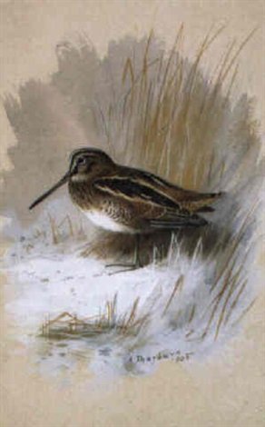 archibald thorburn a common snipe among reeds A4 Photo Print